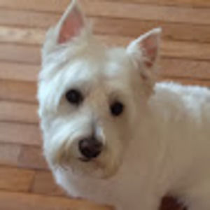 Meet your Posher, Sandy